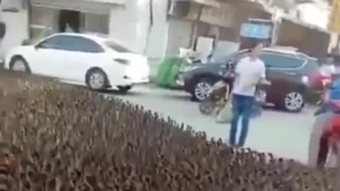 viral duck swarm