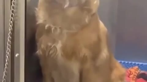 Cute Golden Retriever dog show her puppies #shorts #viral #tiktok