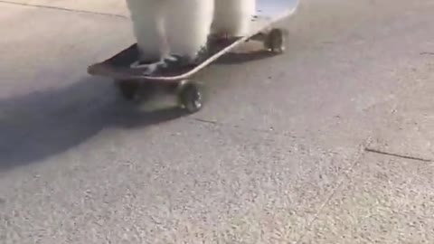 Clever puppy goes skateboarding in the park