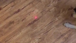 Dog Chases a Laser Pointer