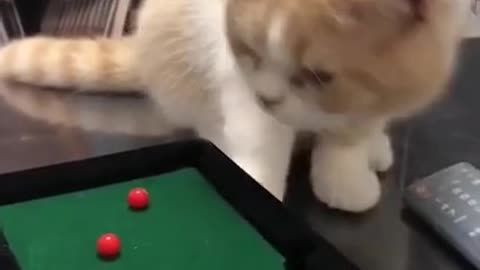 Cat Funny Video