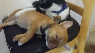 love between dogs and cats