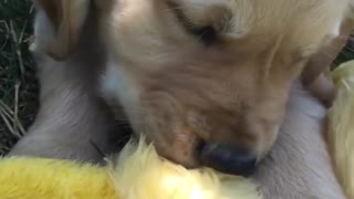 Dogy Trying To Eat Toy Duck