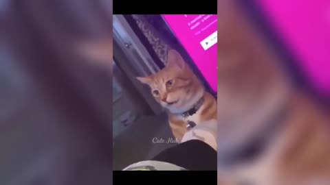 Funny cat 🐈😺😂 _ funny cat videos 2024