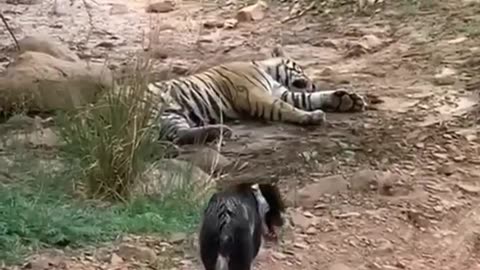 Tiger 🐅 killed dog