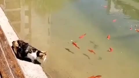 Cat CatCh fish | funny cat video