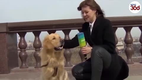 Dog steals mic from a reporter during a live weather report in Moscow