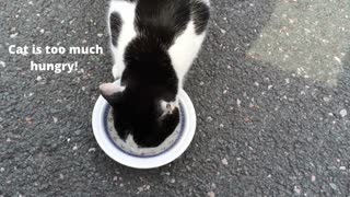 Cute Cat is too much hungry..