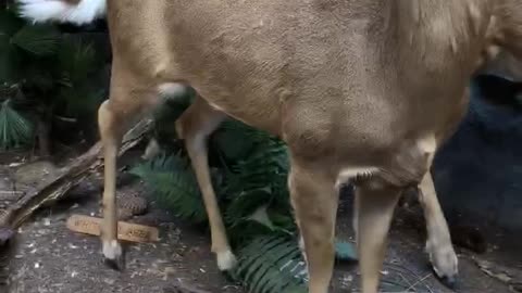 Animals inside Cabela’s store