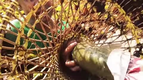 Amazing Fishing Video