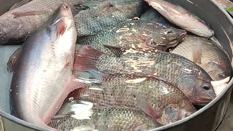 Big Fish Market In USA.Did You Know About It?