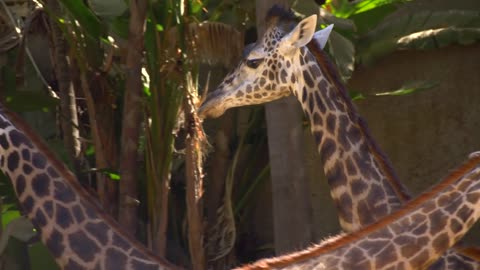 Giraffes in the Zoo