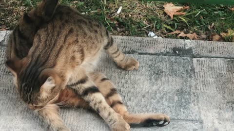 Warning ⚠️ :DO NOT LOSE THIS VIDEO!!!! This cat is licking his penis😂😂😂😂😂😂😂