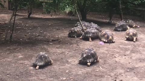 Feeding time for tortoises