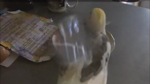 Cockatiel chugs a glass of Milk. top silly, funny birds ever. What an animal!