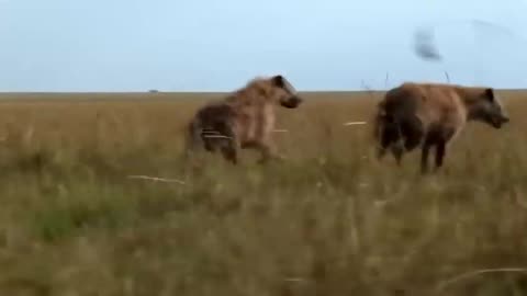 🐾🦓 Hyena Heist: Wild Dogs' Prey Stolen in Epic Wilderness Showdown!"