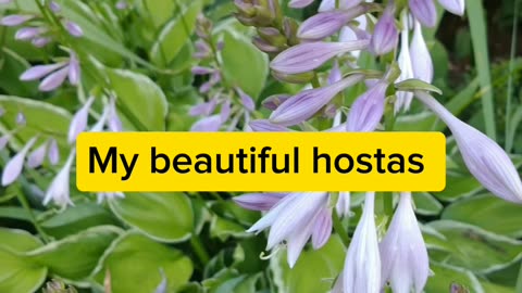 Beautiful flowers, Petunia, Hostas and Marigold