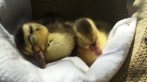 Tired Ducklings Fall Asleep Huddled Up In A Hat