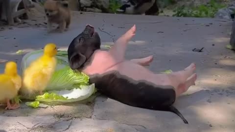 chicks and piglet playing together is so heartwarming 😊❤️🥹😂