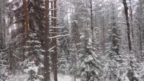 Winter tundra, Winter forest of Yamal