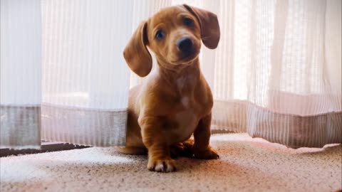 Cute Moment || Puppies || Enjoy 30 sec || DJ Trendz || Cute_Dog