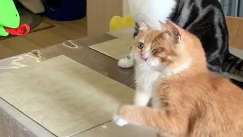 CATS PALYING WITH UNIQUE TRICK