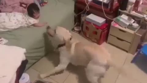 Dogs care