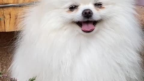 Cute Dogi