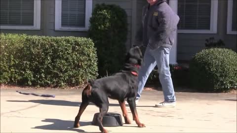 EVERYONE NEEDS THIS DOG TRAINING SKILL TOUCH PAD TRAING