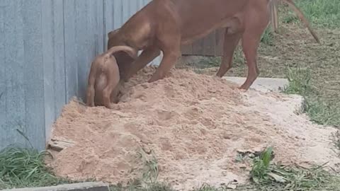 Rhodesian Ridgebacks Mister & Tickle: Puppy & Dog Love Digging!