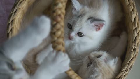 Slow motion of funny tabby kittens breed Scottish Fold playing in the basket