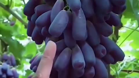 grape tree
