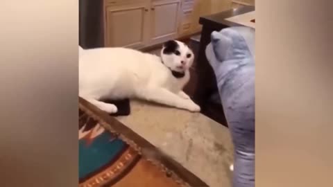 Funny Animal Videos 2023🥰 - Funniest Dogs and Cats videos😂🥳