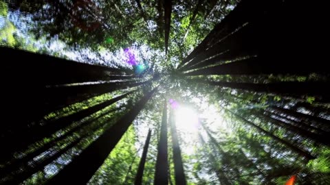 Nature Is Speaking | Robert Redford is The Redwood