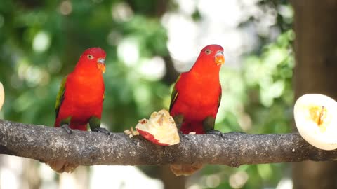 Parrots Eating Fruits On A Tree