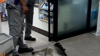 Sleepy Dogs Block Store Doorway