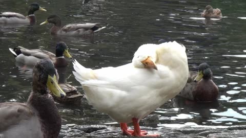 Saltram Ducks Devon England Ocean City music