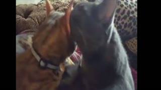 Cat enjoys ear cleaning