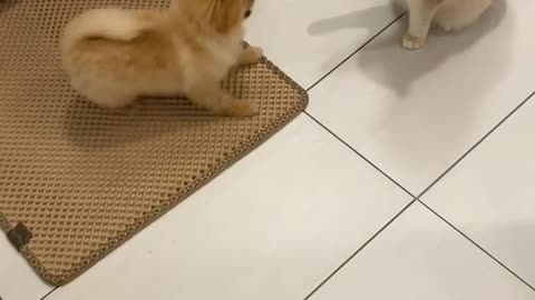 The cat plays with the dog