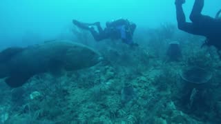 Goliath Grouper helping me take out invasive lionfish