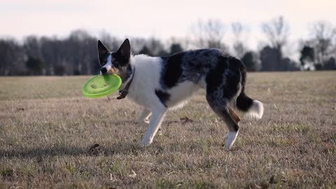 A cute and playful dog that never gets tired of having fun