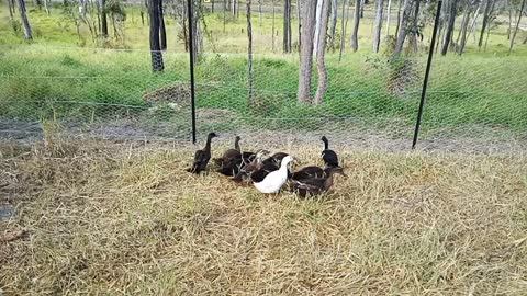 Ducklings out this morning