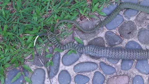 Golden Tree Snake Eating Monitor Lizard After Falling out of Tree