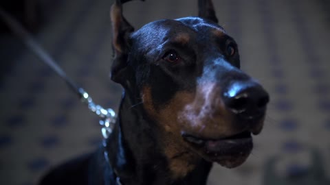 Doberman pinscher