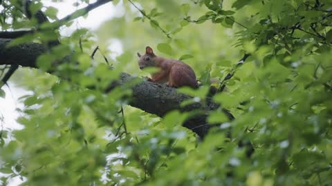 Red squirrel sitting on a tree branch
