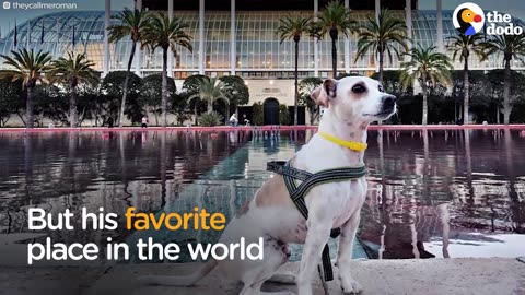 Dog Travels The World With His Parents | The Dodo