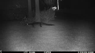 Backyard Gator has insomnia