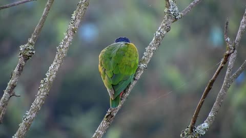 dove-bird-feathers-flying-feed