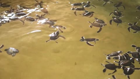 Baby turtles swimming in a pool at a turtle hatchery in Sri Lanka