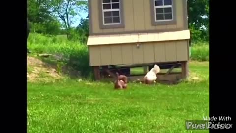 Funny chickens and roosters Chasing kids and adults, very funny